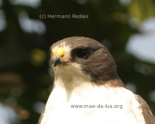 Gavião-de-cauda-curta (Buteo brachyurus)