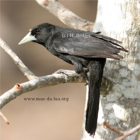 Iraúna-de-bico-branco (Cacicus solitarius)