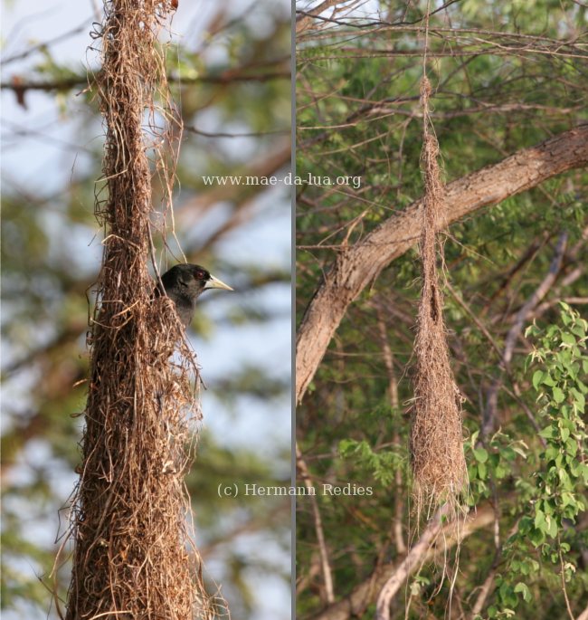 Iraúna-de-bico-branco (Cacicus solitarius)