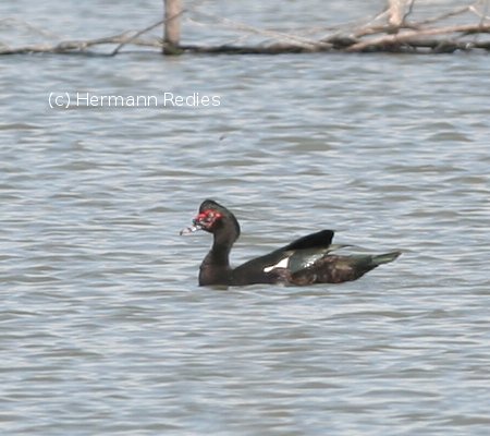 Cairina Moschata