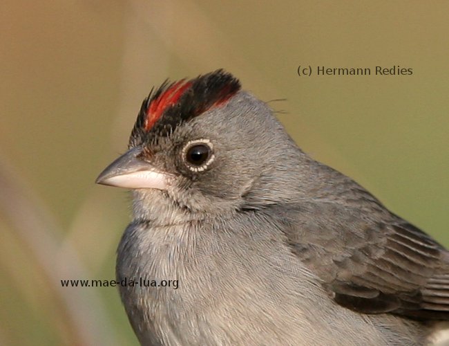 Abre-e-fecha (Coryphospingus pileatus)