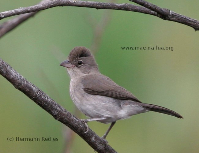 Abre-e-fecha (Coryphospingus pileatus)