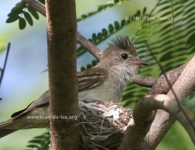  Guaracava-grande  (Elaenia spectabilis)