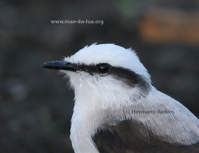 Lavadeira-mascarada (Fluvicola nengeta)
