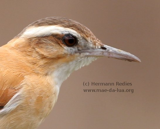 Casaca-de-couro-amarelo (Furnarius leucopus)