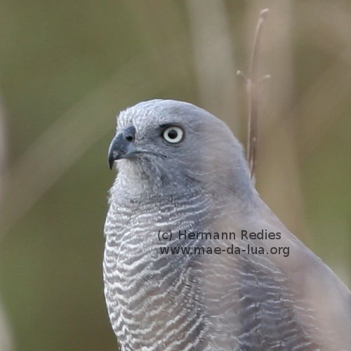Gavião-pernilongo (Geranospiza caerulescens)