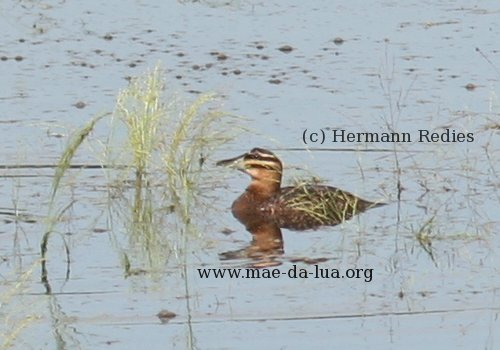 Marreca-caucau
<br/>
Bico-roxo (Nomonyx dominicus)