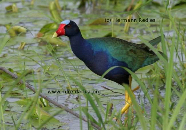 American Purple Gallinule (Porphyrio martinicus)