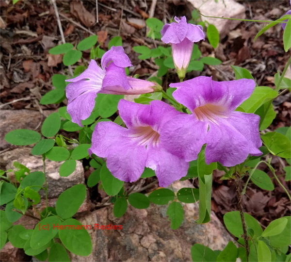 Bignoniaceae sp. 5