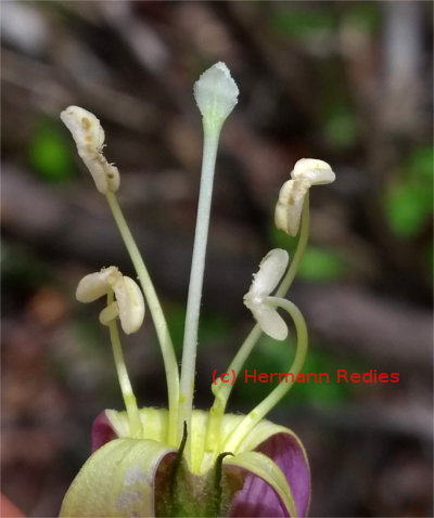 Bignoniaceae sp. 5
