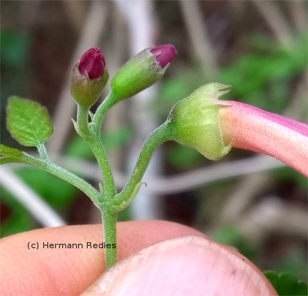 Bignoniaceae sp. 4