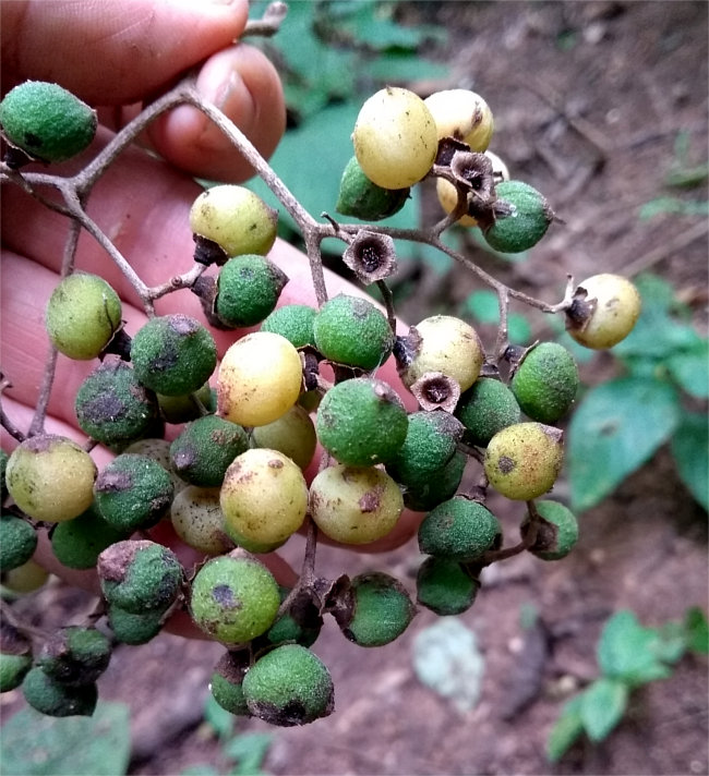 Boraginaceae sp. 2