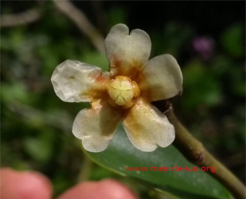 Clusia sp. 1