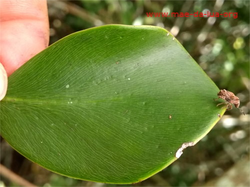 Clusia sp. 1