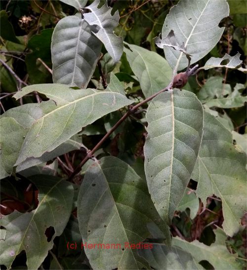 Combretum leprosum (Mofumbo)