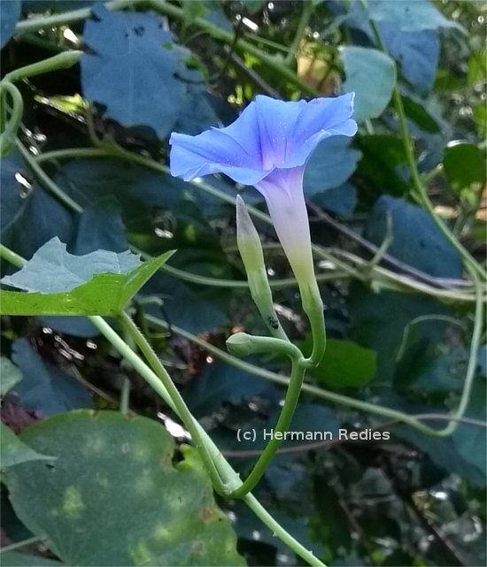 Convolvulaceae sp. 2