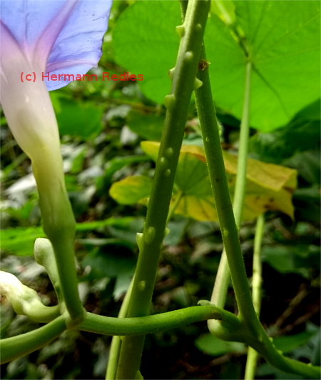 Convolvulaceae sp. 2