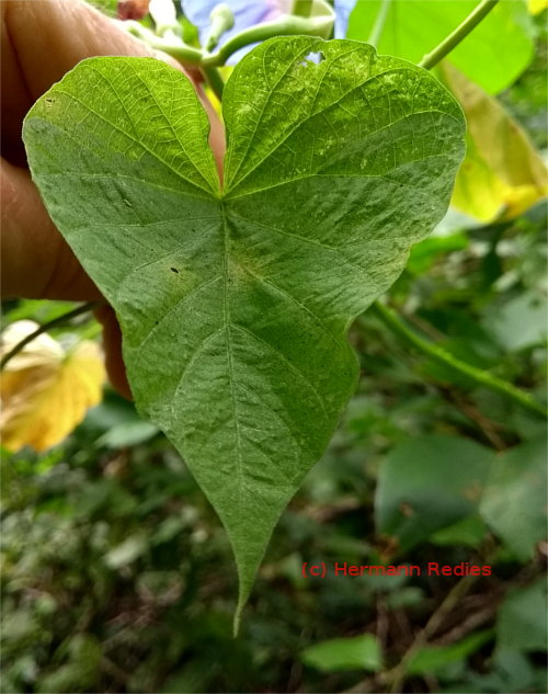 Convolvulaceae sp. 2