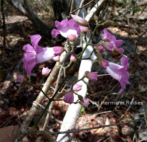 Fridericia platyphylla