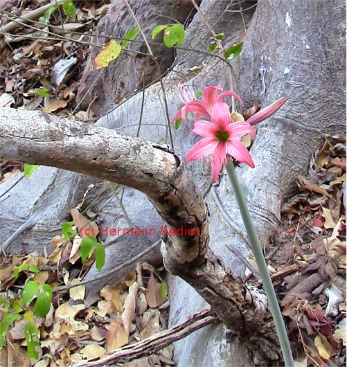 Hippeastrum stylosum (Açucena)