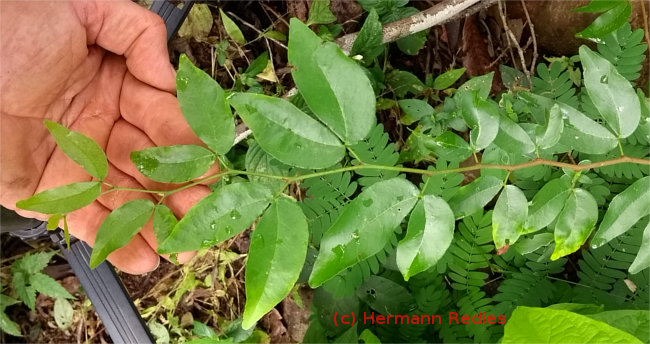 Hymenaea sp.