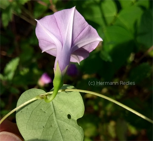 Ipomoea piurensis