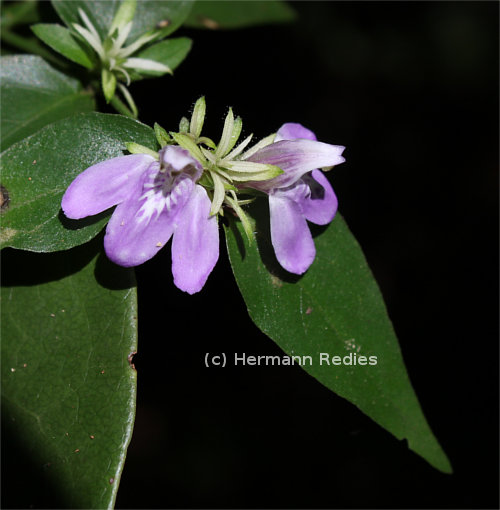 Justicia distichophylla
