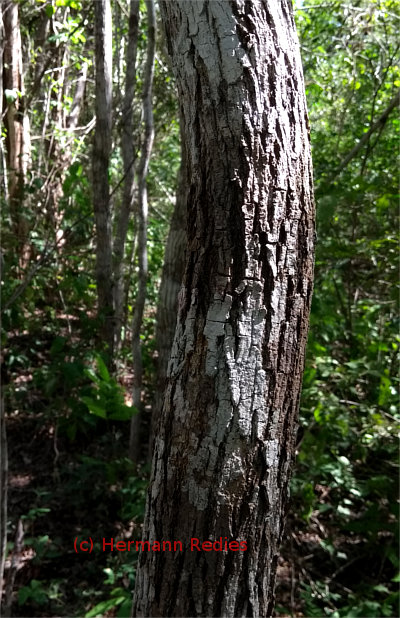 Luetzelburgia auriculata (Pau-Mocó)