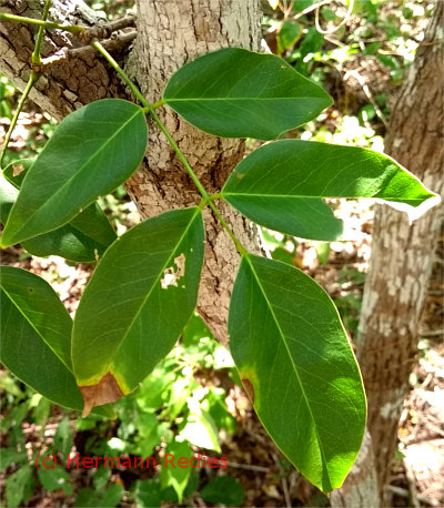 Luetzelburgia auriculata