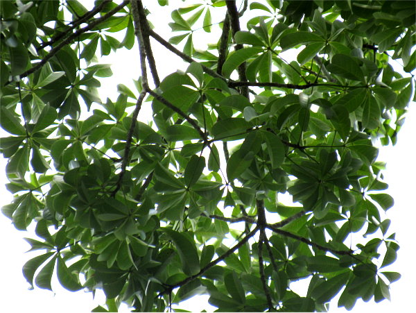 Malvaceae sp. 1