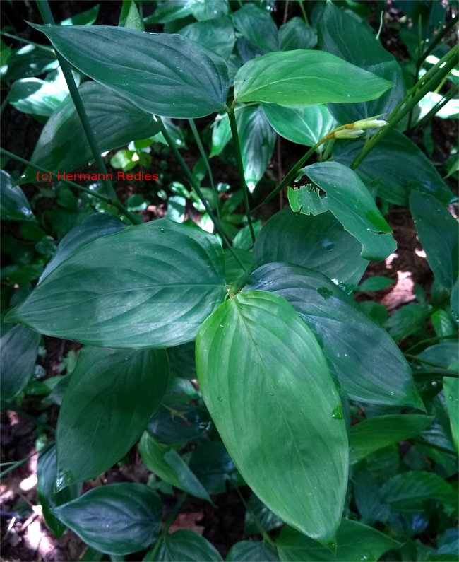 Maranta sp.