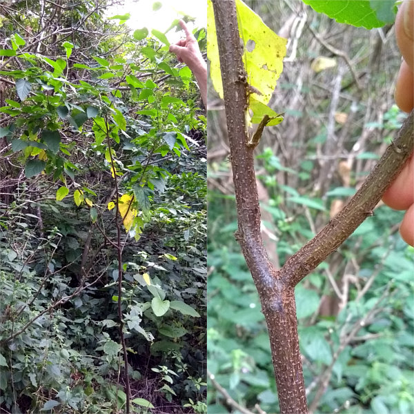 Melochia sp.