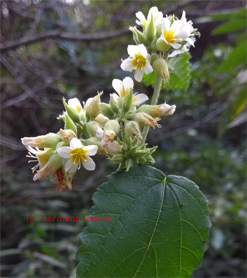 Melochia sp.