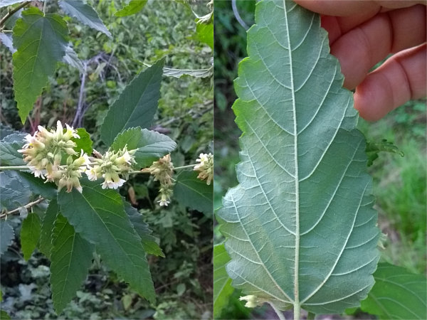 Melochia sp.