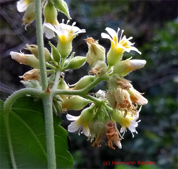 Melochia sp.