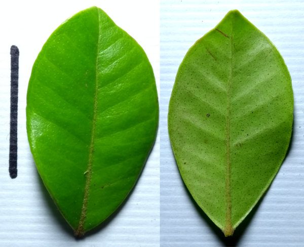 Myrcia guianensis