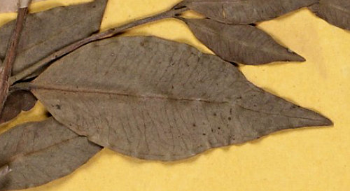 Myrciaria cuspidata