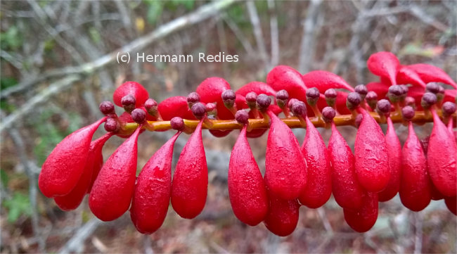 Norantea guianensis