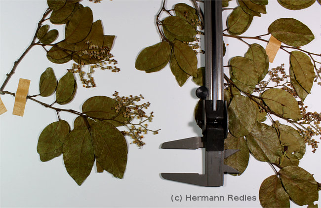 Peltogyne pauciflora
