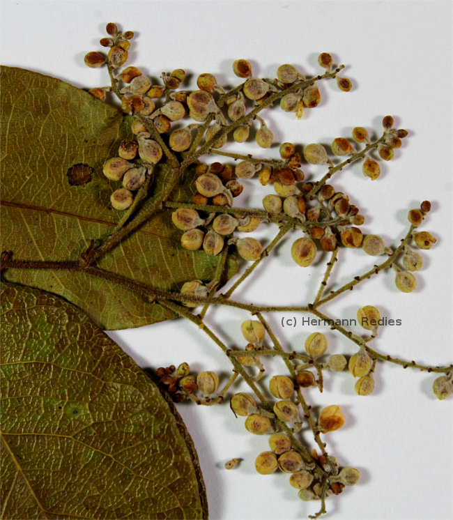 Peltogyne pauciflora