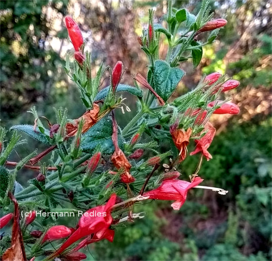 Ruellia asperula