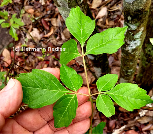 Serjania sp.