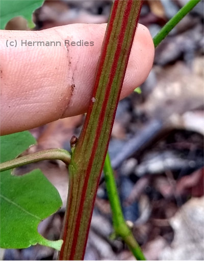 Serjania sp.