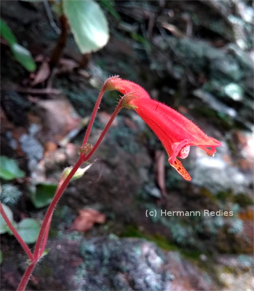 Sinningia nordestina