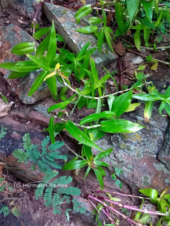 Tradescantia ambigua