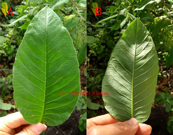 Triplaris gardneriana