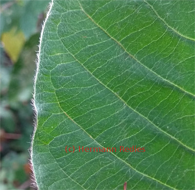 Triplaris gardneriana