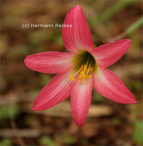 Zephyranthes sp.