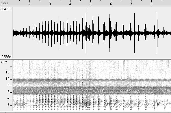 Frango d'agua azul  sonogram