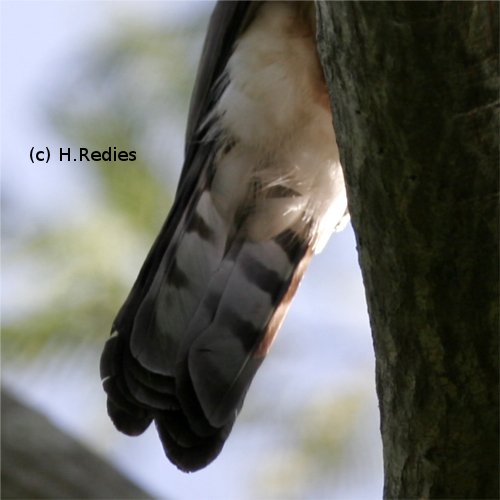  Gavião-bombachinha-grande  (Accipiter bicolor)
